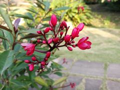 -广西壮族自治区药用植物园