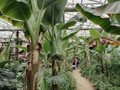 -呀路古热带植物园