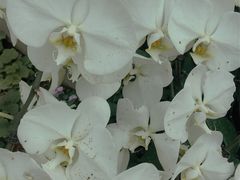 -石家庄市植物园