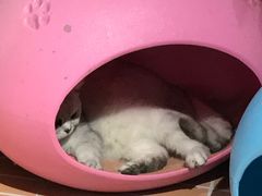 -猫咪博物馆(顶澳仔猫街店)