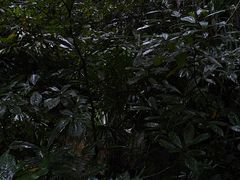 -呀诺达热带雨林