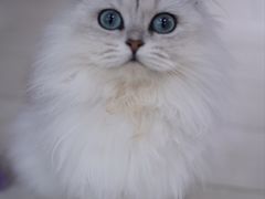 -喵的天空名猫咖啡馆·撸猫·猫舍·用品