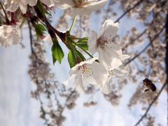 -高东镇樱花园