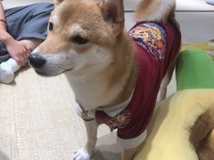 -逗柴咖啡屋·狗咖猫咖宠物桌游