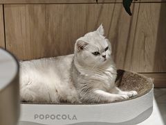 -瑞派长江宠物医院·猫科·外科·24小时夜护(谊城公寓分院)