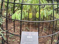 -正佳雨林生态植物园