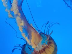 -太平洋海底世界