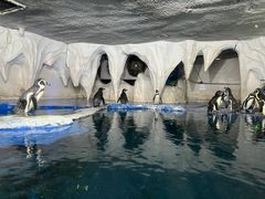 -太平洋海底世界