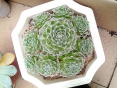-李村大集