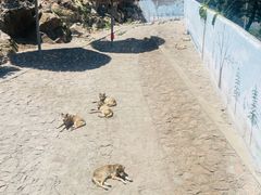 -西霞口神雕山野生动物世界