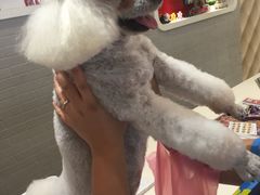 -神采飞扬宠物美容(香港路店)