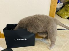 -Chanel(德基广场店)