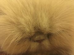 -猫色咖啡·猫咖