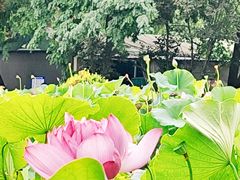 -莲花池公园