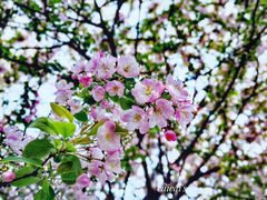 -天鹅湖体育公园