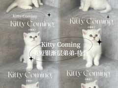 -小猫来了·猫舍(红山六九七九店)