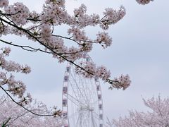 -顾村公园