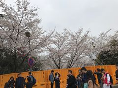 -武汉大学-樱园