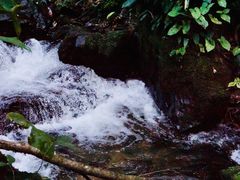 -莫里热带雨林景区