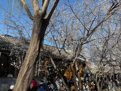 -春风习习