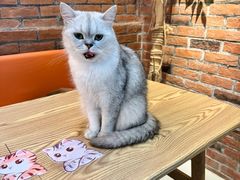 -豆逗聊愈猫阁Easy Life