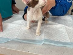 -瑞派宠物医院·犬猫全科·猫友好(宾水西道店)