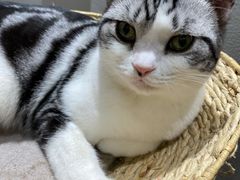 -藏猫猫咖啡主题馆(中央大道店)