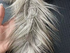 -唐小姐の私宠·宠物洗护美容·撸猫馆·购宠(周浦万达旗舰店)