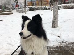 -Goku PET SHOP宠物视觉生活馆(双井店)