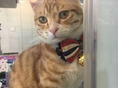 -PETKIT小佩宠物(古北店)