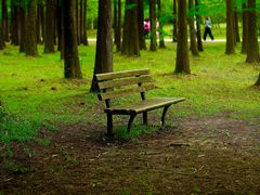 -上海共青森林公园