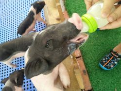 -萌宠亲子动物乐园(槐房万达店)