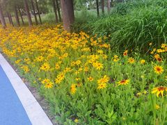 -昆山城市生态森林公园