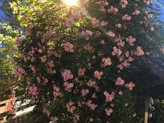 -楠柏弯休闲山庄(梨花溪店)