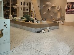 -猫域·湾主题猫咖·宠物吧(南坪城市广场店)