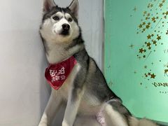 -Husky Go! 哈士奇体验馆·宠物咖啡厅狗咖
