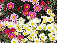 -百花洲
