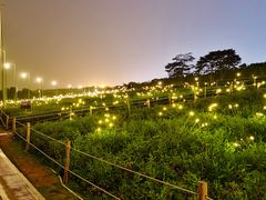 -深圳湾公园(南山区)