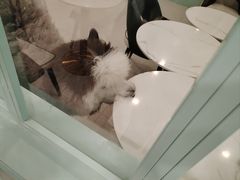 -安格丽娜·狗咖·猫咖羊驼咖(春熙路百盛商场店)
