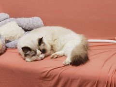 -宠爱国际动物医院· 猫科· 外科·中兽医(长白店)