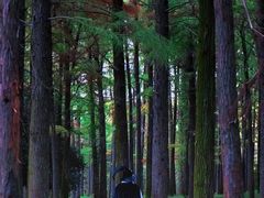 -上海共青森林公园