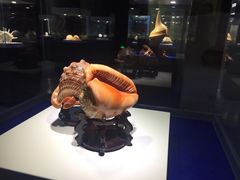 -贝壳王国博物馆