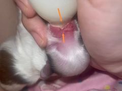 -东莞宠友24H宠物中心医院·转诊夜诊·异宠(新河北路院)