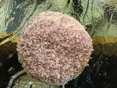 -天正河鲀·河豚亭(大连店)