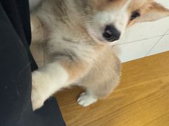 -西安市未央区汉城畜牧兽医站