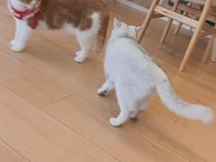 -Let's go狗咖·猫咖·奶狗·桌游(春熙路IFS店)