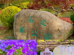 -嘉定紫藤园