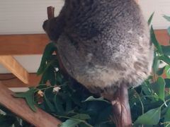 -费瑟代尔野生动物园