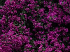 -大妙火锅·非物质文化遗产(东湖公园店)