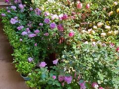 -双季花艺园艺市场(浦东店)